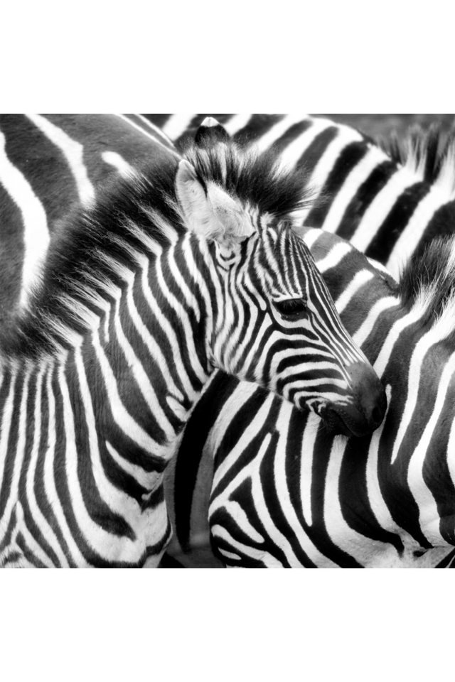Wild Animal Photographic Artwork | Andrew Martin Zebra | Oroa.com