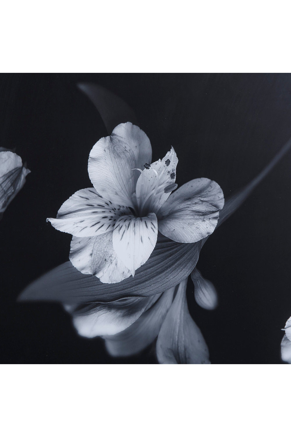 Contemporary Flower Photographic Artwork | Andrew Martin | Oroa.com
