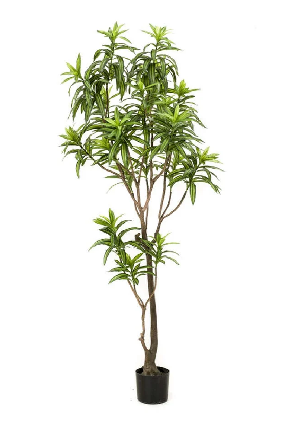 Artificial Potted Green Foliage Set (2) | Emerald Dracaena | Oroa.com