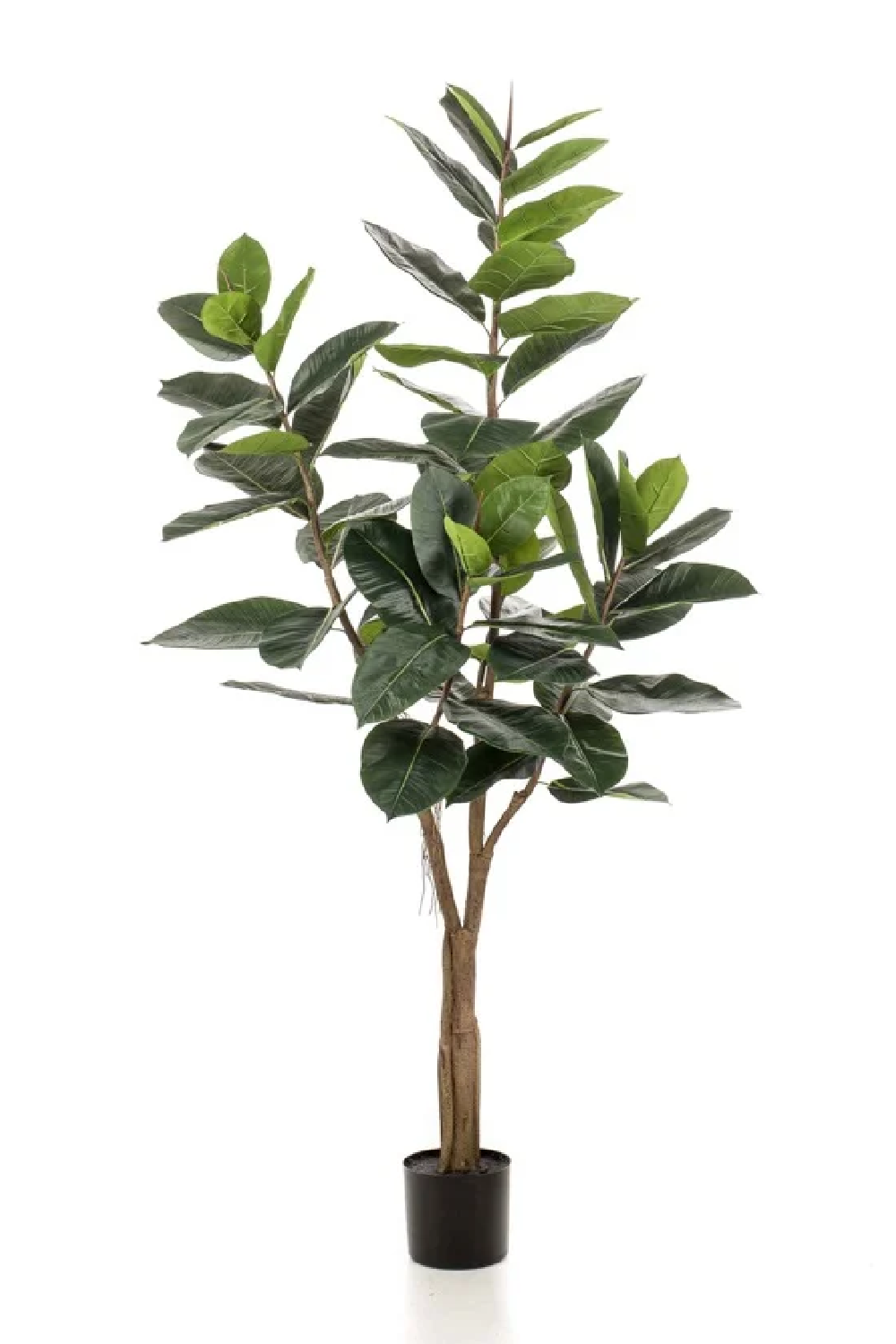 Potted Faux Tree Set (2) | Emerald Ficus Elastica | Oroa.com