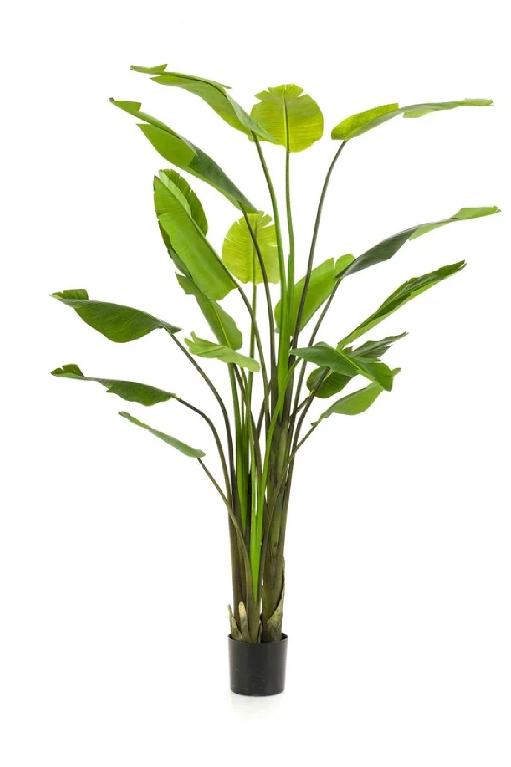 Faux Bird of Paradise Plant Set (2) | Emerald Strelitzia | Oroa.com
