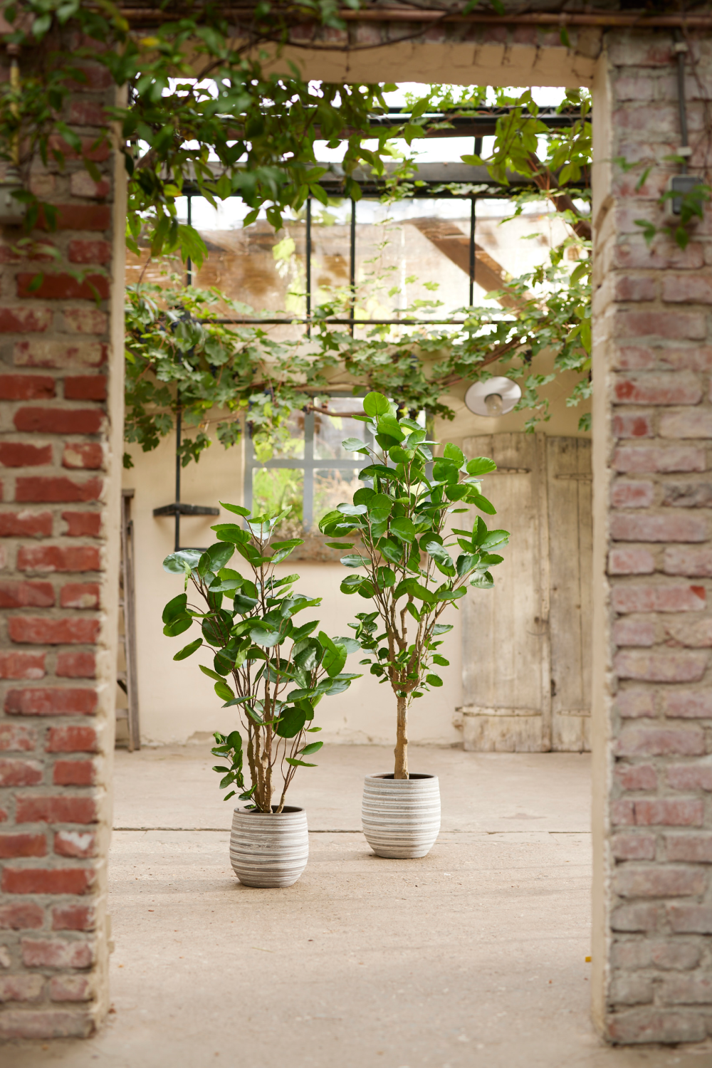 Artificial Dicot Dwarf Tree | Emerald Polyscias | Oroa.com