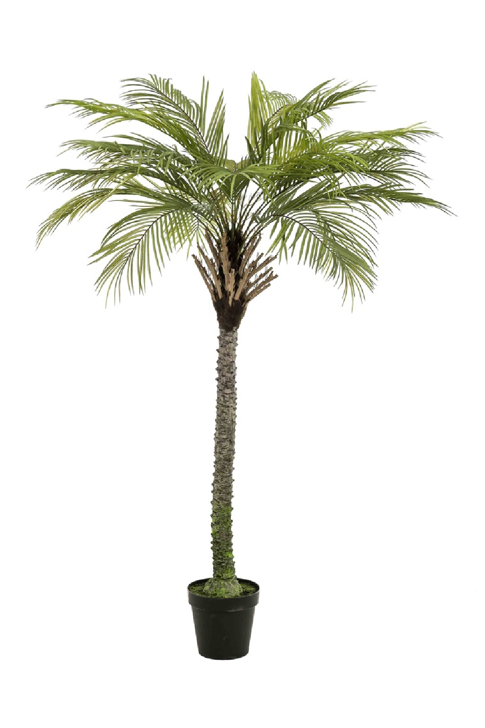 Artificial Date Tree Set (2) | Emerald Phoenix Palm Deluxe | Oroa.com