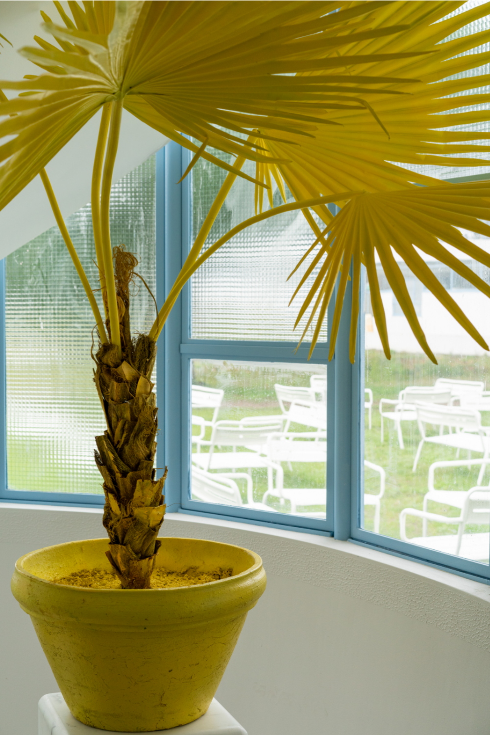 Yellow Decorative Potted Plant | Pols Potten Fan Palm | OROA